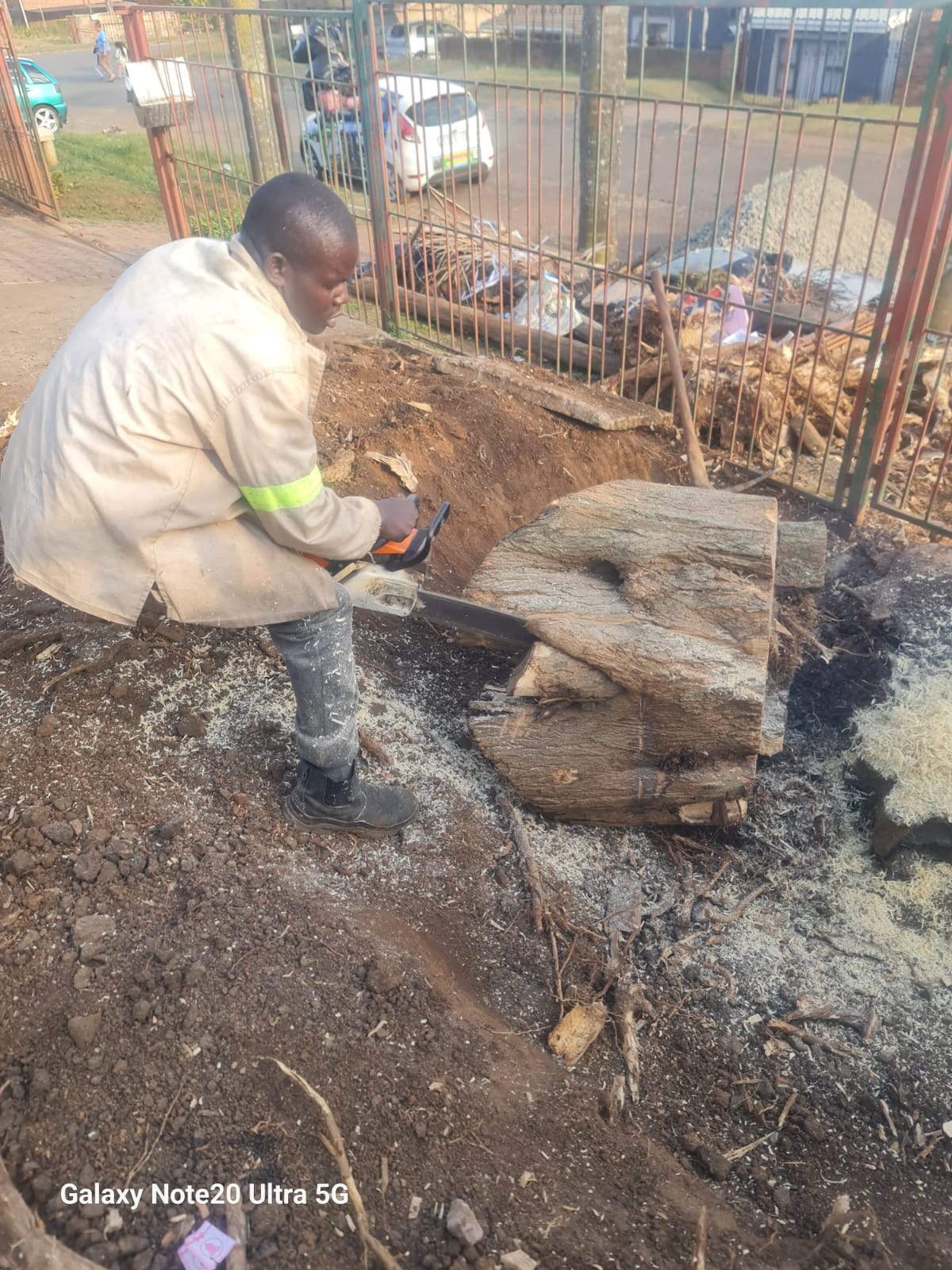 Stump being cut at ground level with chainsaw