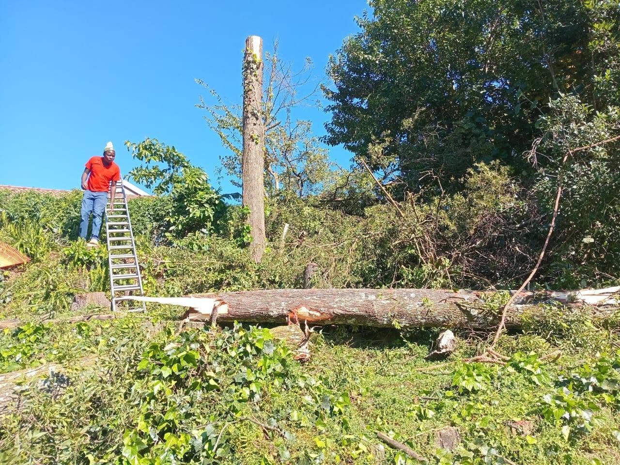 Large tree felling with ladder - KZN Midlands